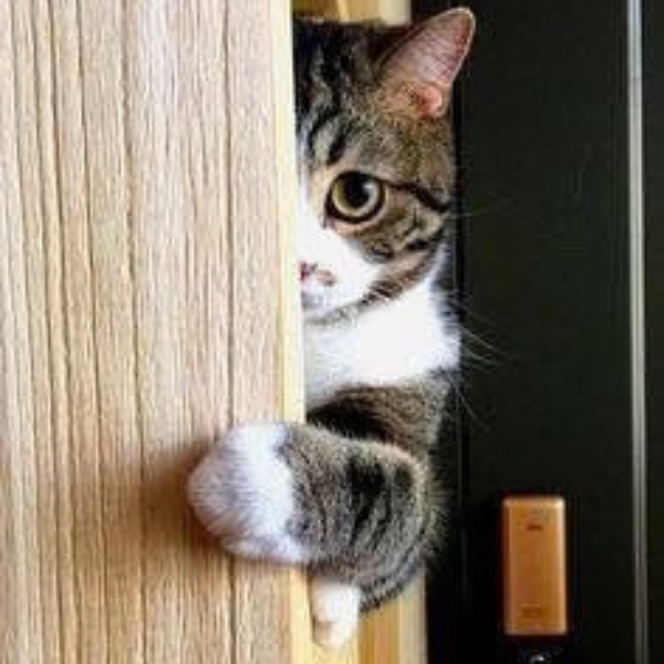 Gatinho fofo