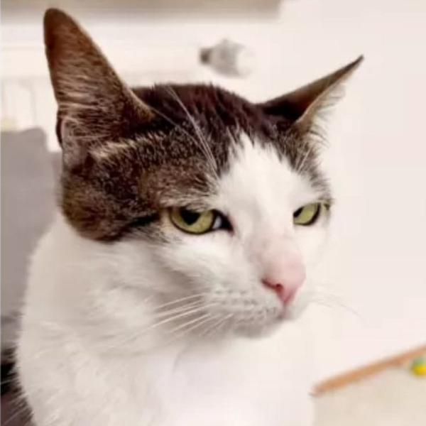 Gatinho fofo