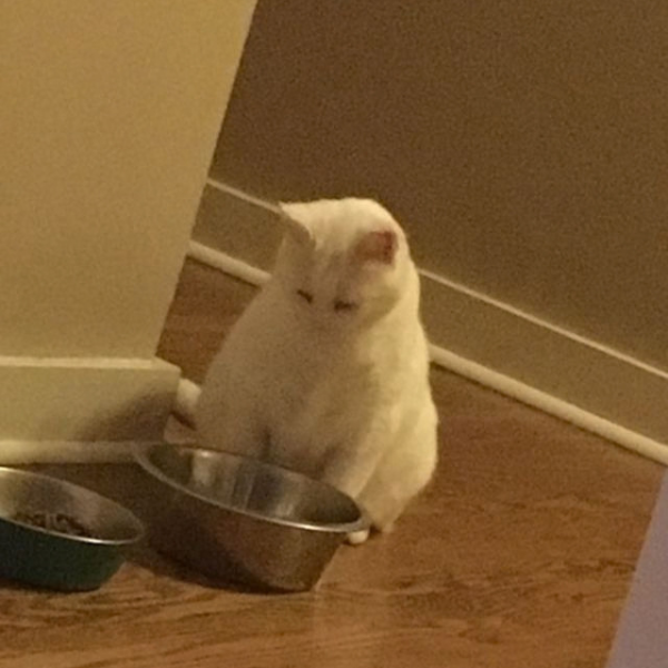 Gatinho fofo